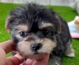 Morkie Puppies For Sale Fairfield Furbabies